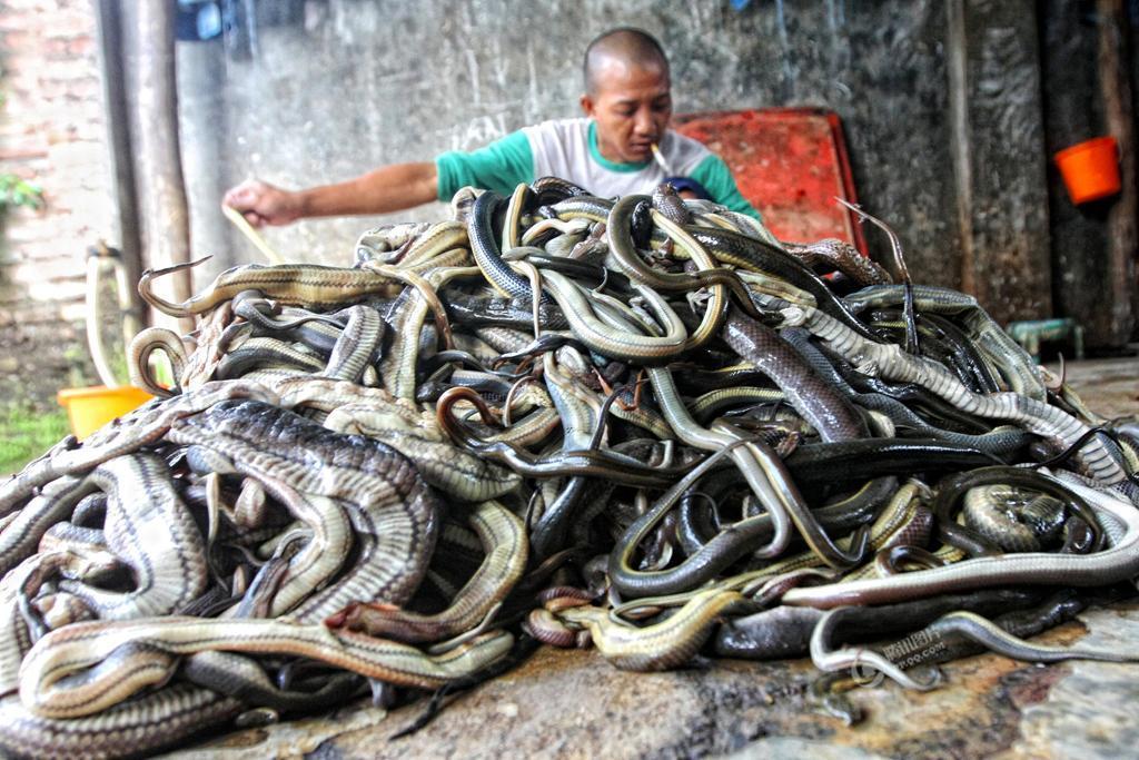 实拍印尼蛇屠宰场 成千上万条蛇被屠宰 剥皮满足西方人制成奢侈品