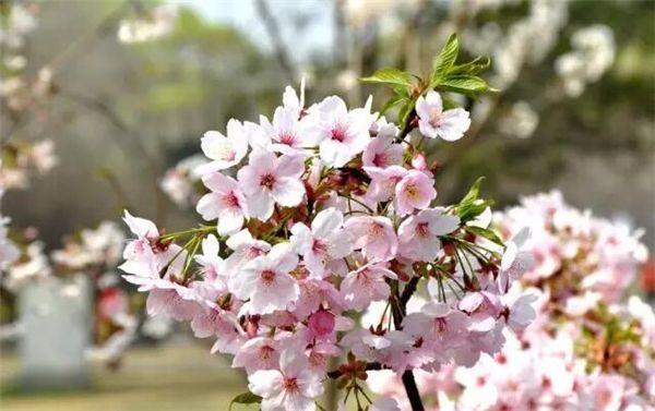 三月春暖花开 去西安青龙寺赏樱花 现景区延3小时闭园