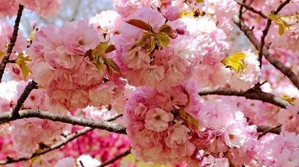 三月春暖花开 去西安青龙寺赏樱花 现景区延3小时闭园