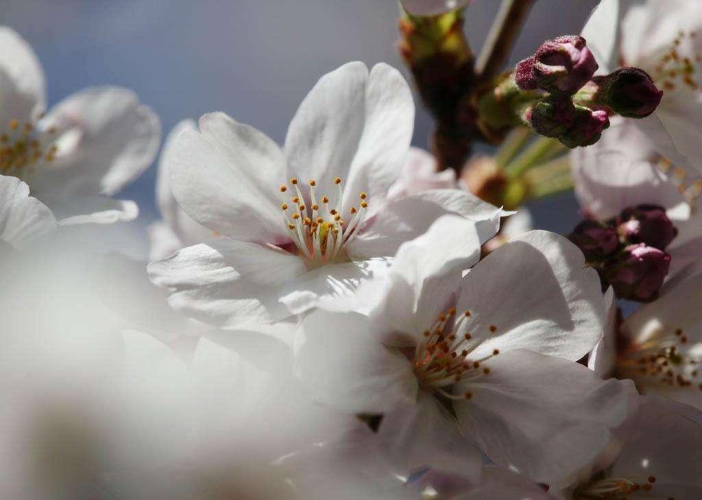 三月春暖花开 去西安青龙寺赏樱花 现景区延3小时闭园