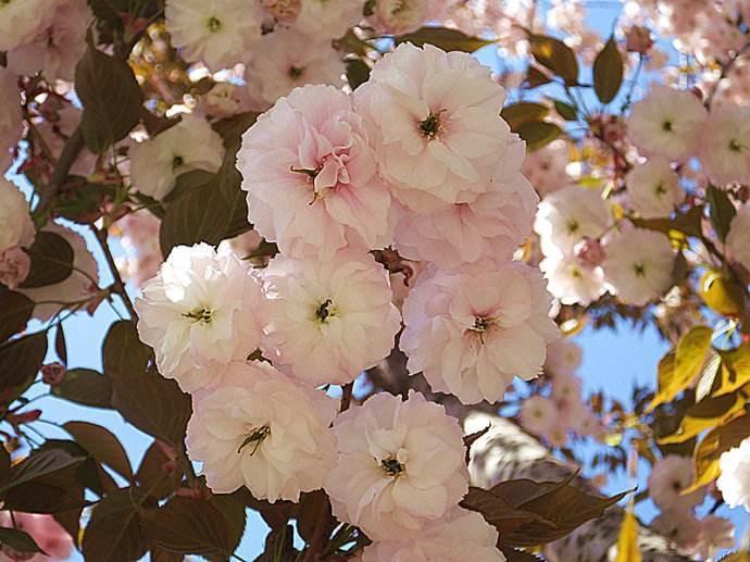 三月春暖花开 去西安青龙寺赏樱花 现景区延3小时闭园