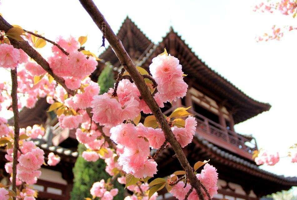 三月春暖花开 去西安青龙寺赏樱花 现景区延3小时闭园