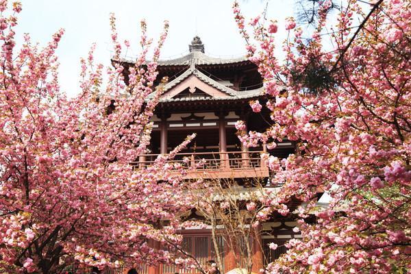 三月春暖花开 去西安青龙寺赏樱花 现景区延3小时闭园