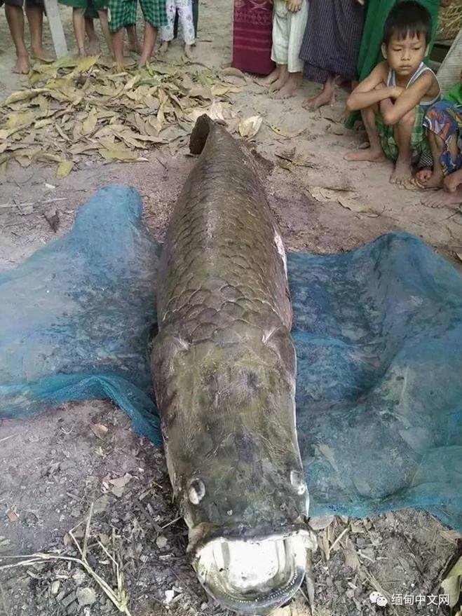 伊洛瓦底省良栋镇寺庙内惊现2米长巨骨舌鱼 寿鱼王价值数亿缅币