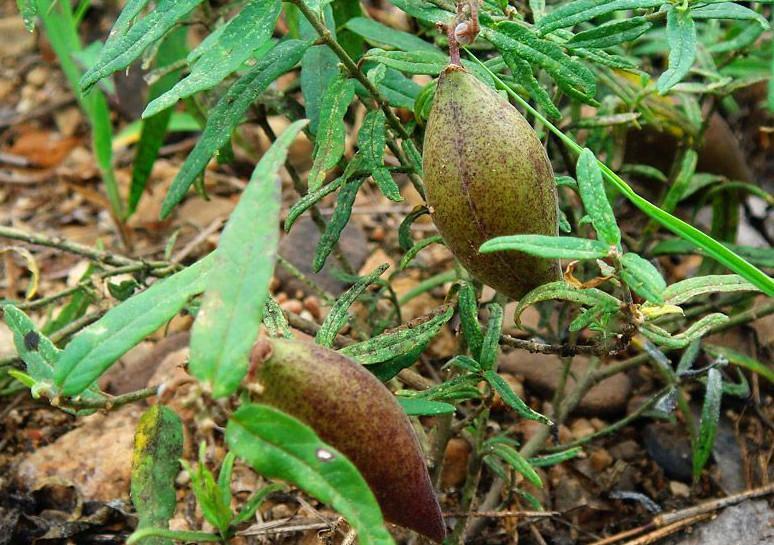 北方农村 田里乡间 小道上 杂乱的草丛 随便就能发‘宝贝’植物