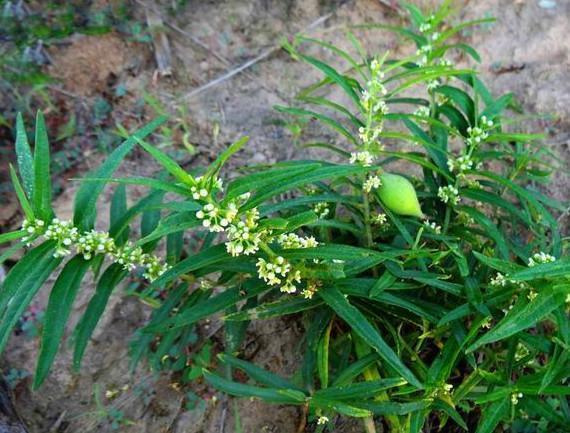 北方农村 田里乡间 小道上 杂乱的草丛 随便就能发‘宝贝’植物