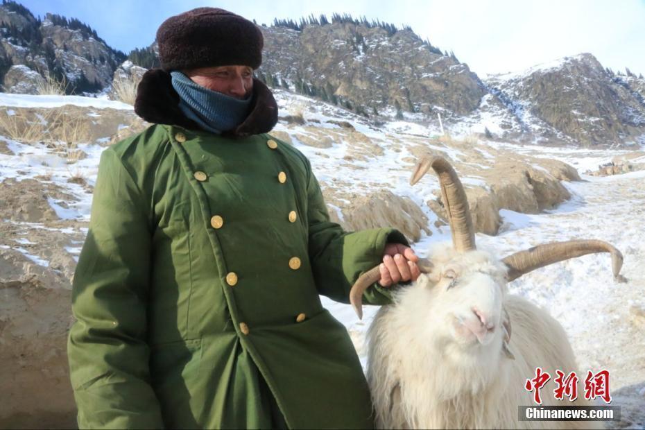 食物造成基因变异 新疆昭苏县发现罕见四只羊角的绵羊