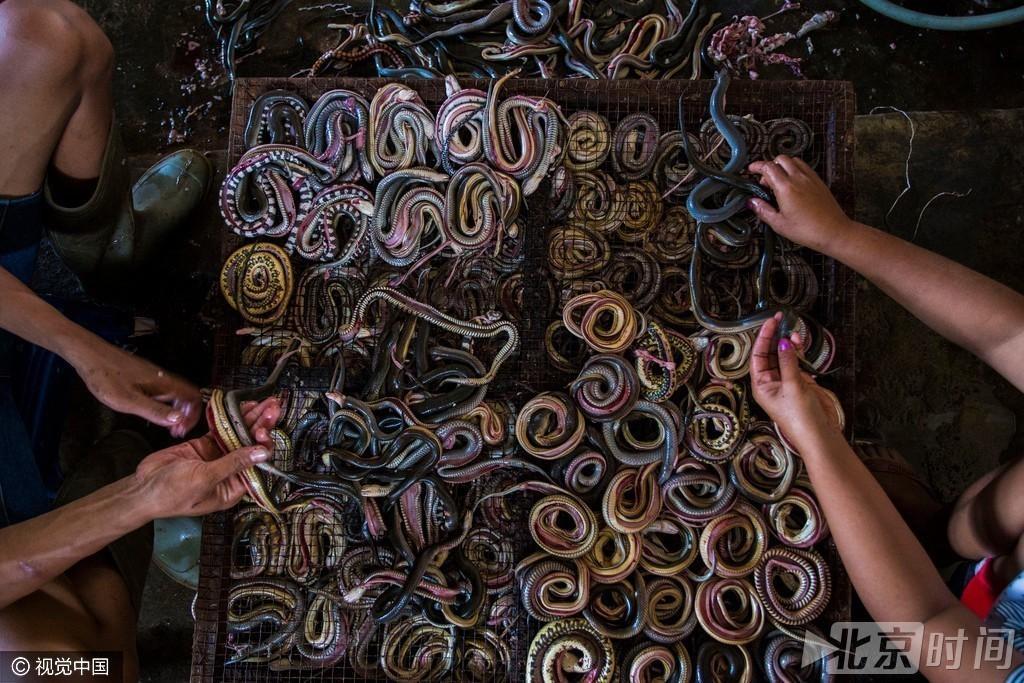 实拍印尼蛇屠宰场 成千上万条蛇被屠宰 剥皮满足西方人制成奢侈品