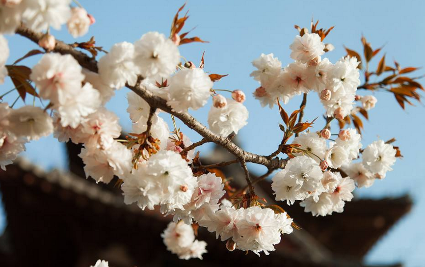 三月春暖花开 去西安青龙寺赏樱花 现景区延3小时闭园