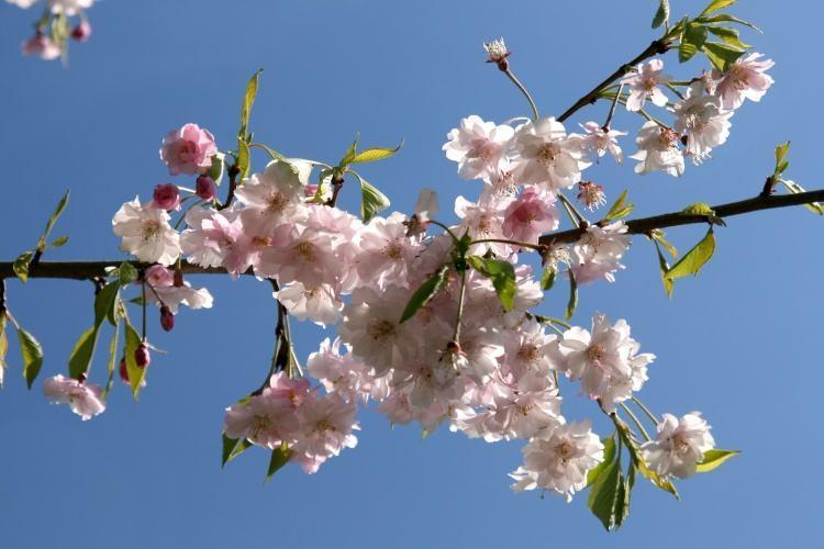 三月春暖花开 去西安青龙寺赏樱花 现景区延3小时闭园