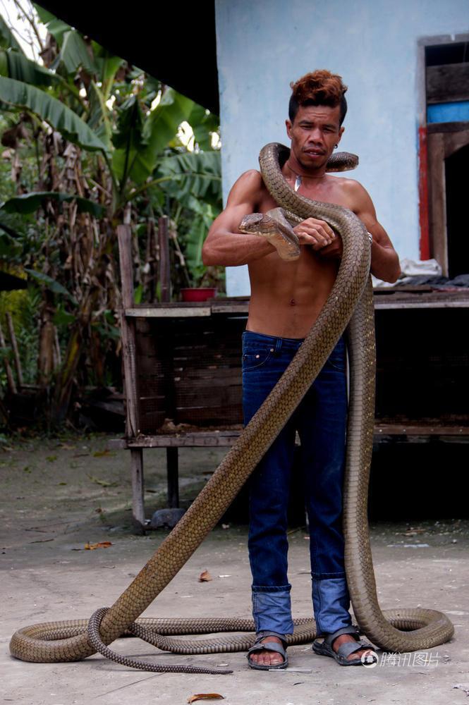 印度尼西亚廖内省 眼镜王蛇偷袭村民 Ice Habibi徒手捕获乖乖做宠物