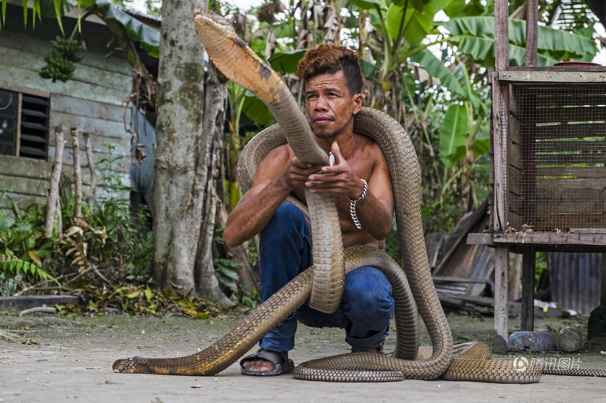 印度尼西亚廖内省 眼镜王蛇偷袭村民 Ice Habibi徒手捕获乖乖做宠物
