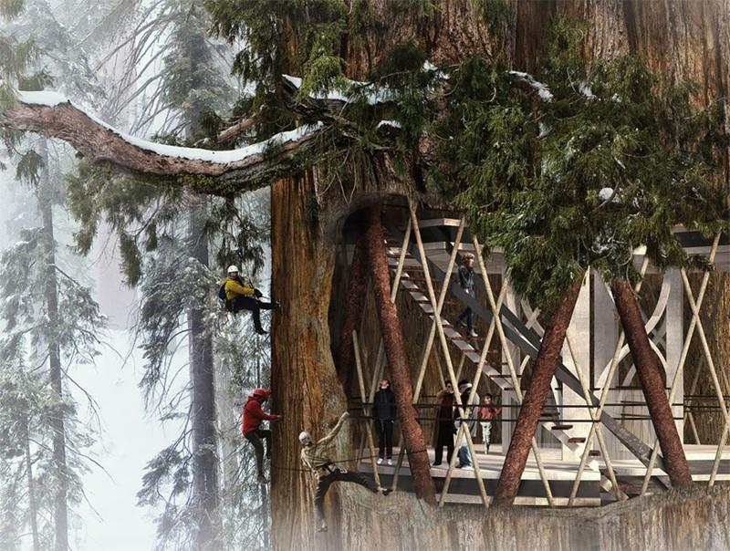 非常疯狂美国建筑师脑洞大开 设计世界首例在千年红杉里面建房