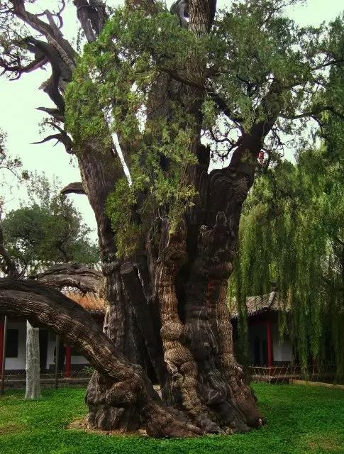 中国最古老的十大千年古树最后一棵“世界柏树之父”轩辕柏见证华夏之路
