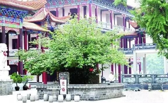 中国最古老的十大千年古树最后一棵“世界柏树之父”轩辕柏见证华夏之路