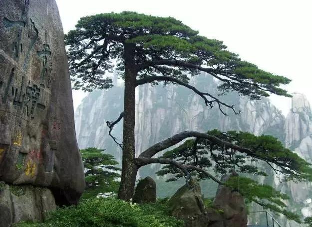 中国最古老十株大树 最后一棵见证了华夏之路(1)