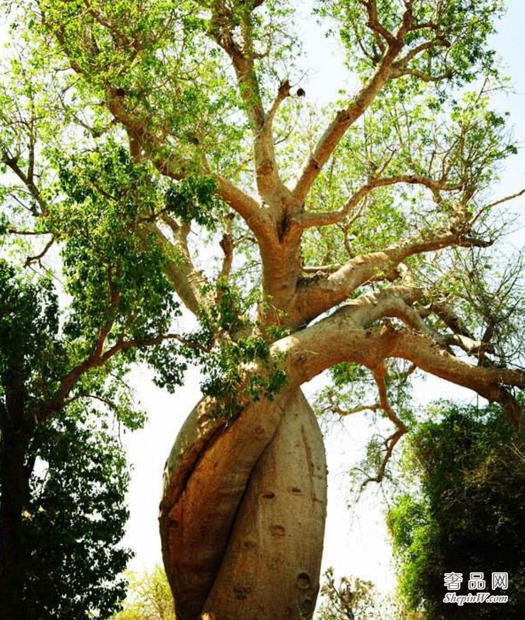 “倒着长”的树，果实巨大，是植物界的“老寿星”能活5000年(1)