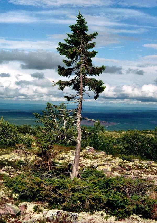 世界上最老的树木欧洲云杉树9550岁和现存Methuselah刺果松高达6400岁