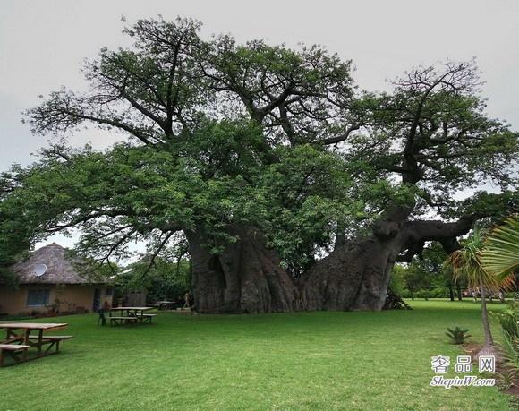 世界上十大奇树 猴面包监狱树 和茶壶猴面包树可存储超过11.7万升水