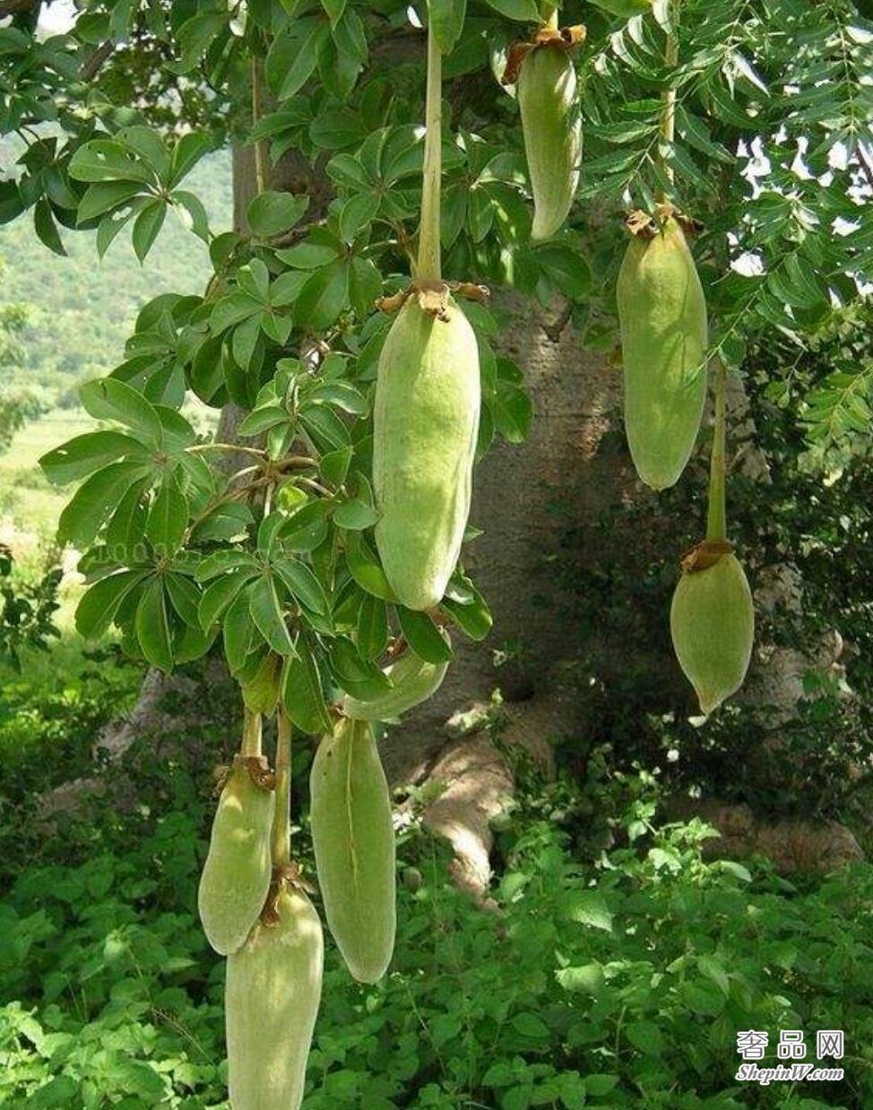 植物界的老寿星 猴面包树又叫波巴布树 其寿命可活5000年左右