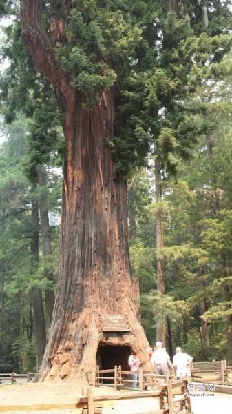 世界上十大奇树 猴面包监狱树 和茶壶猴面包树可存储超过11.7万升水