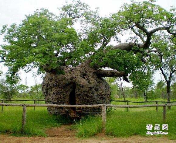 世界上十大奇树 猴面包监狱树 和茶壶猴面包树可存储超过11.7万升水