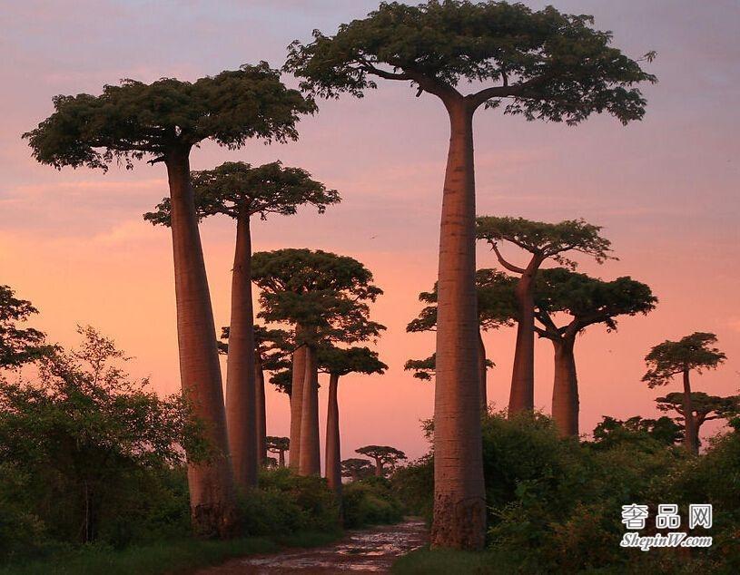植物界的老寿星 猴面包树又叫波巴布树 其寿命可活5000年左右