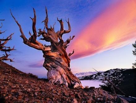 世界上最老的树木欧洲云杉树9550岁和现存Methuselah刺果松高达6400岁