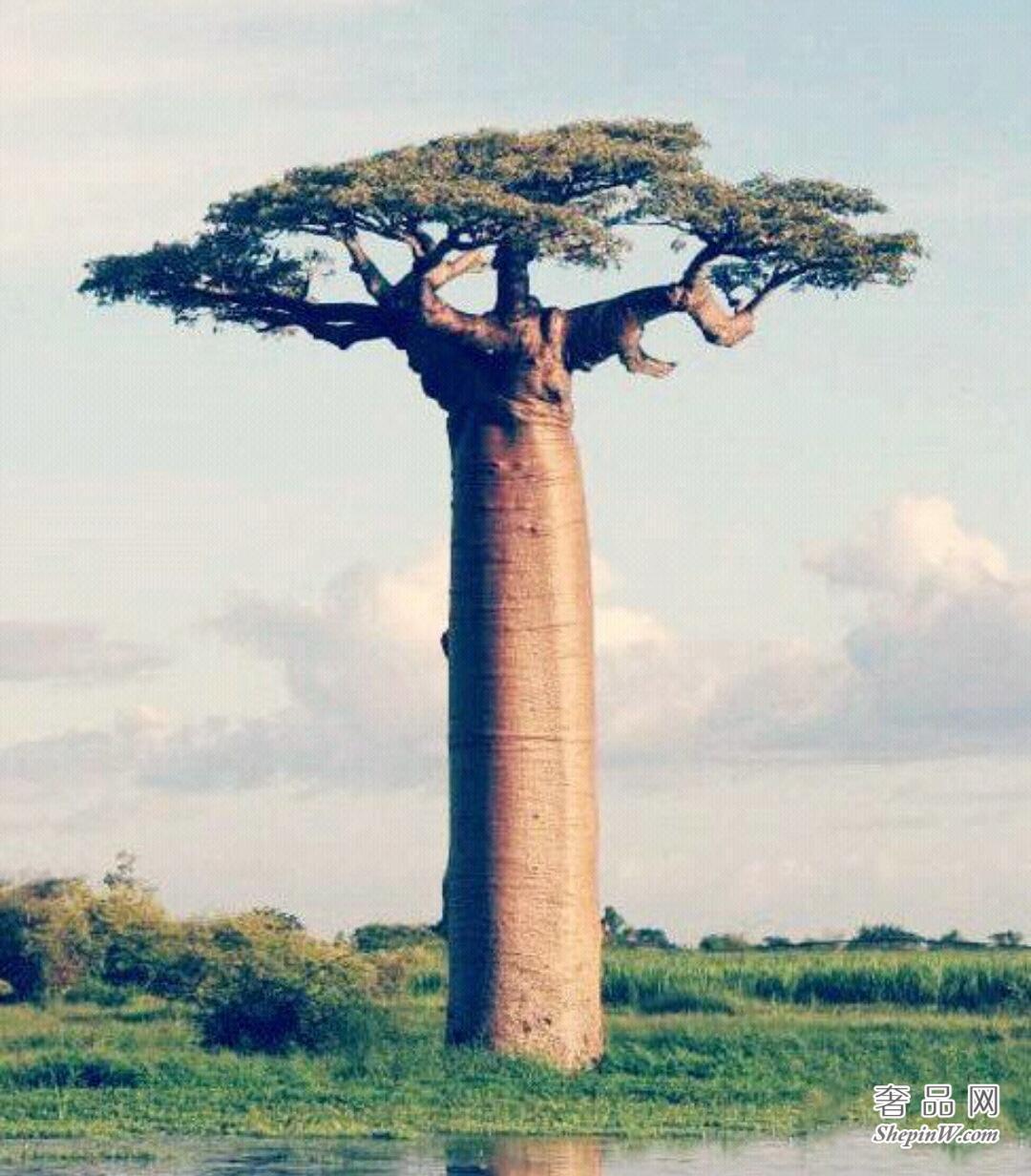 植物界的老寿星 猴面包树又叫波巴布树 其寿命可活5000年左右